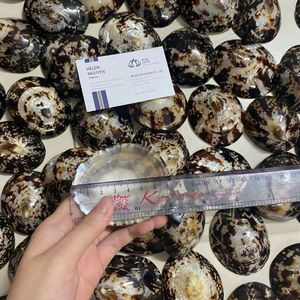 Excelente Relación Calidad-Precio 2026: Cubierta de Concha Marina Limpet Shell para Recolección de Leche y Soporte para la Lactancia - Product Image 4