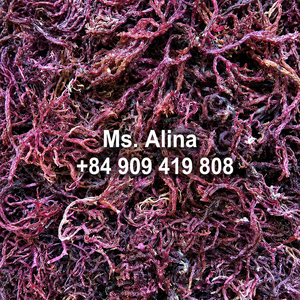 OFERTA ESPECIAL: Musgo Marino Orgánico Morado/Eucomia Cottonii Seco de Ninh Thuan, Vietnam - Alta Calidad y Mejor Precio / Sra. Alina - Product Image 6