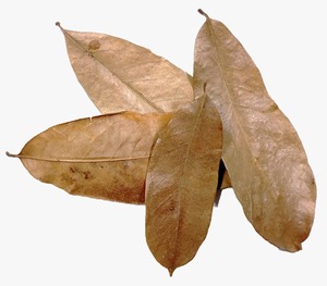 Soursop ตัดใบแห้ง graviola ตัดอย่างดีสำหรับชาและถุง TA ใบแห้งตามธรรมชาติใบตัดละเอียด3มม. - Product Image 5