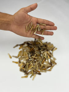 Pointes de corne de buffle naturelles, faites à la main, durables, modernes, de qualité supérieure, blanches claires, pour composants de montures de lunettes, objets d'art et de collection NHE Overseas - Product Image 1