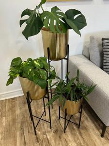 <b>Set</b> Of 2 Gold Planters With Black Stand Base Ideal For Living Room Side <b>Corner</b> Entrance Lobby And Restaurant Decor From India - Product Image 3