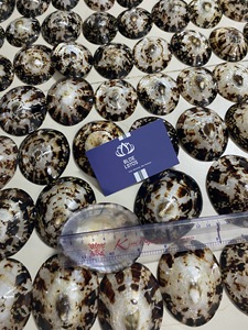 Conchas de Limpet Ecológicas de Alta Calidad, Conchas Marinas Trituradas para Manualidades, Decoración Costera, Suministros de Arte en Resina, Aptas para Lavavajillas, Color Azul - Product Image 5