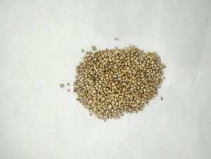 Millet Indien Non-Glutineux de Haute Qualité pour l'Alimentation du Bétail - Millet Perlé Bajra en Vrac - Ingrédient Alimentaire pour Bovins - Vente en Gros - Product Image 1