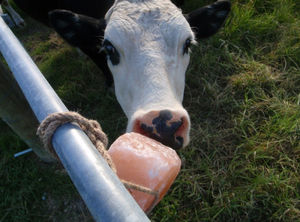 Lámpara de Sal Esférica Tallada en Roca del Himalaya, la Más Vendida, Iluminación Orgánica para el Hogar, para Perros y Ganado, con un Elegante Empaque de Estilo Moderno - Product Image 2