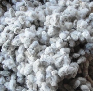 Noyaux de graines de coton pour l'industrie de la pressage d'huile - Product Image 3