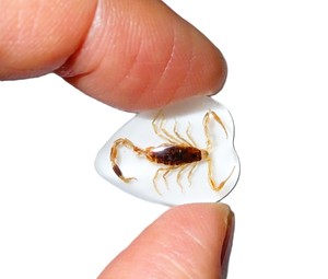 Golden Scorpion Real Specimen Plastic Cabochon Heart 17x21 mm White Flat Bottom for Crafts and Jewelry Making - Product Image 4