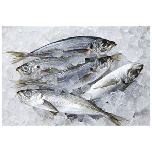 ปลาแมคเคอเรลแช่แข็ง / ปลาแมคเคอเรลสดขายดี / ปลาแมคเคอเรล - Product Image 1