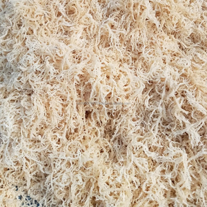 Alga Kappaphycus Alvarezii Seca - 100% Pura, 14% de Humedad, Alta Calidad, Exportación por KIM MINH - Product Image 4