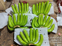 Vietnamese verse gele Cavendish bananen – zoet aroma, consistente kwaliteit voor export naar Nederland