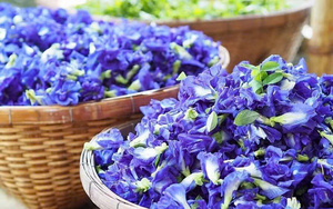 Beneficios para la Salud del Té de Flor de Guisante Mariposa |   Crecimiento del Cabello y Antienvejecimiento - Compre al por Mayor a los Mejores Precios - Product Image 2