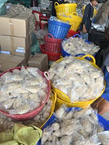 Musgo Marino Púrpura 100% Natural, Musgo Irlandés, Algas Secas, Listo para Exportar, Logotipo Personalizable, Proveedor Directo de Vietnam/ ANNA DO - Product Image 4