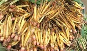 ต้นว่านหางจระเข้เวียดนาม ราคาดีที่สุด - Product Image 6