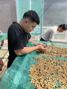 เมล็ดกาแฟโรบัสต้าดิบ คั่วแดง  แหล่งกำเนิดเวียดนาม  ขนาดเมล็ด 16 คุณภาพพรีเมียม 40 กก. ผลผลิตใหม่ - Product Image 5