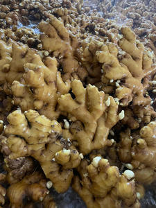 Jengibre natural/Ingwer/Jengibre | Listo para exportar (WA: + 84366808683) - Product Image 2