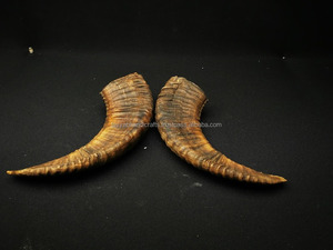 Cuerno de Shofar Natural de Carnero para Tocar con una Oferta Increíble, Cuerno de Shofar Kudu Pulido de la India - Product Image 2