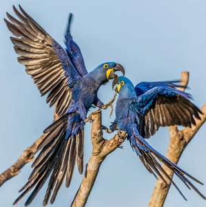 Hyacinth Macaw Live Birds for Breeding <b>Aviaries</b> Ornamental Bird Keeping Wholesale Supplier NMF (PVT) LTD South Africa Company - Product Image 6
