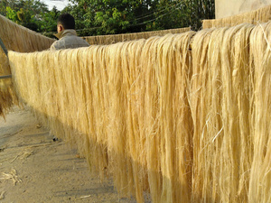 เส้นใยกล้วยแห้งความแข็งแรงสูงสำหรับการทอเชือกและการผลิตตะกร้า - Product Image 4