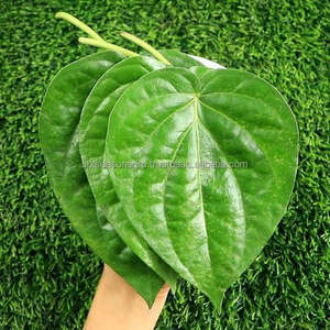 Hojas de Betel Frescas de Alta Calidad, Hojas de Paan Naturales de Bangladesh, Suministro al por Mayor a Bajo Precio, Exportación a Mercado Global, Hojas de Betel Frescas Naturales - Product Image 3