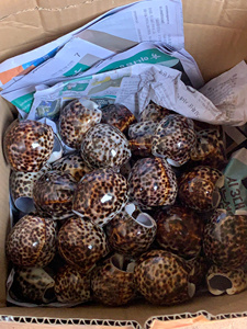 เปลือกหอยลายเสือดาวขัดเงาธรรมชาติ ของตกแต่งตู้ปลา เปลือกหอยมันวาวลายจุด สำหรับจัดแต่งตู้ปลา ผู้ส่งออก - Macy - Product Image 5