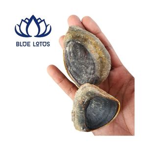 Murex Operculum, Concha Marina, Venta al por Mayor, Extracto de Fragancia, Material para Incienso, Vietnam - Product Image 1