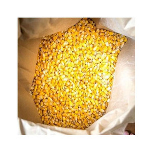 Maíz Amarillo, Maíz Amarillo Seco, Palomitas de Maíz, Maíz Blanco para Consumo Humano y Alimentación Animal - Product Image 4