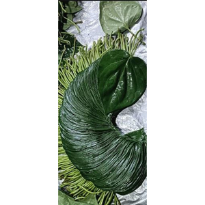Feuilles de bétel de haute qualité, longue durée de conservation, pour la consommation quotidienne, fabriquées en Inde, prix de gros. - Product Image 1