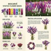 Graines de fleurs séchées Salvia Splendens hybride F1 multicolores CRADLE LIFE de qualité supérieure, 30 graines, scellées sous vide, pour culture commerciale