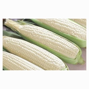 Bulk White Corn Supplier for Feed <b>Mills</b> Livestock Nutrition Poultry Industry and International Trade Companies - Product Image 2