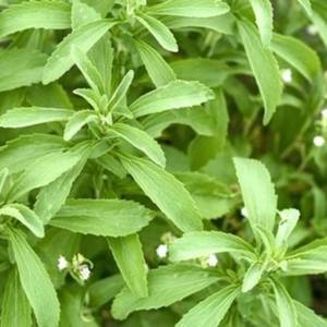 Fournisseur d'usine de feuilles de stévia biologiques, matière première naturelle pour l'assaisonnement des thés et des aliments, vente en gros - Product Image 1