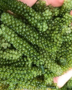 Uvas de Mar Frescas de Vietnam – Caviar Verde Natural con Textura Crujiente - Product Image 1
