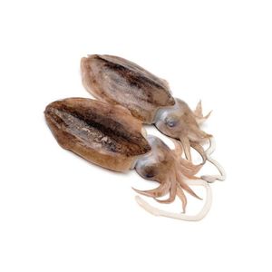 Good Quality Frozen Whole Round Fresh Cuttlefish With Block Freezing No Soaking - Product Image 1