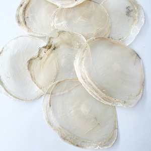 Disco plano de concha marina para joyería, decoración del hogar, manualidades, venta al por mayor, conchas de capiz, conchas marinas naturales sin procesar - Product Image 3