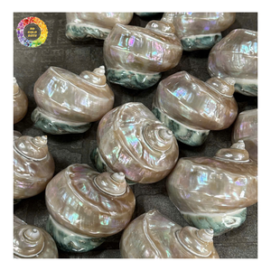Coquille de conque rose, coquille de Murex et Mures Ramosus, Coquille de Murex blanche premium du Vietnam, Coquillages marins naturels Ramosus Murex pour la décoration - Product Image 5