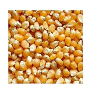 ข้าวโพดเหลืองแห้งคุณภาพดีที่สุด (เกรดอาหาร) อายุการเก็บรักษา 2 ปี - Product Image 1