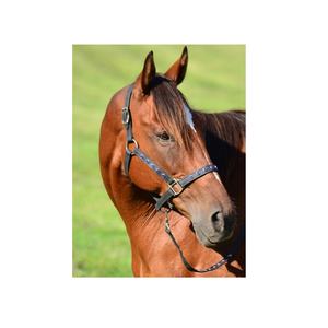 Bride de cheval personnalisée en gros de haute qualité équipement en cuir PVC pour le dressage et la course accessoires d'équitation légers portables - Product Image 4