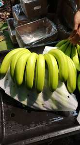 <b>Fresh</b> Cavendish <b>Banana</b> sweet taste firm structure tropical fruit perfect for trade and retail from Vietnam - Product Image 3