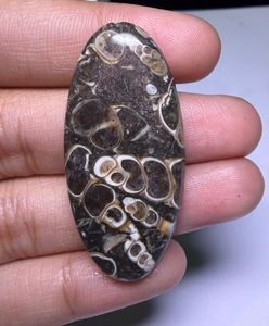 หินอาเกต TURRITELLA แบบคาโบชอง ขายส่งเป็นล็อตตามน้ำหนัก มีรูปทรงและขนาดต่างๆ ใช้สำหรับทำเครื่องประดับ - Product Image 1