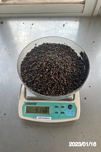 Pimienta negra entera cruda seca de Vietnam de alta calidad 84 363 565 928 AD secado ISO 22000 certificado 25kg/50kg bolsa de PP - Product Image 3