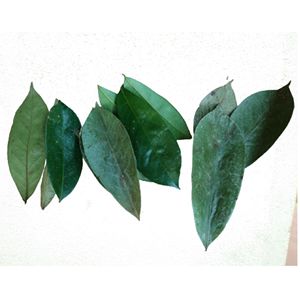Feuilles de corossol séchées naturelles, qualité supérieure, en vrac, pour la préparation de thé - Product Image 4
