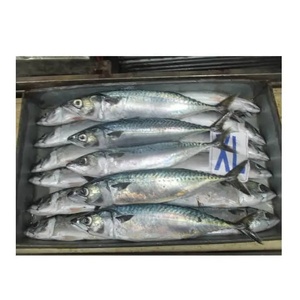 Especificaciones para Pescado Macarela Entero Congelado IQF de Grado de Exportación CREKS, Paquete al Vacío de 10 kg, Sostenible - Product Image 6