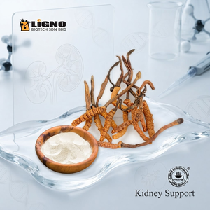 LiGNO OCS02 Polvo de Ophiocordyceps Sinensis |   Alimentos Saludables de Grado Alimenticio |   Secado en Frío |   Fabricación OEM/ODM |   Bebida Funcional - Product Image 1