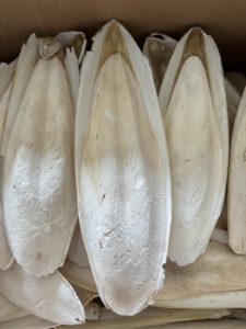 Hueso de Sepia Premium de 4-7 Pulgadas para Loros y Aves, Suplemento Natural de Calcio, Blanqueado, Venta al Por Mayor, Proveedor de Vietnam - Product Image 2