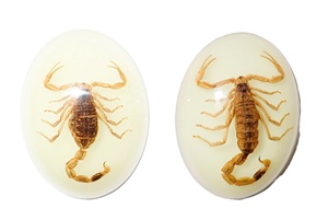 Golden Scorpion Real Specimen Plastic Cabochon Modern Oval 30x40 mm Glow Flat Bottom for Crafts and Jewelry Making - Product Image 4