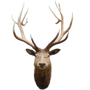 High Quality Red Deer Antlers Deer Horn Shape <b>Hook</b> for Indoor Decoration Non-Water-Soluble 3-Year Shelf Life - Product Image 1