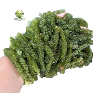 Uvas de Mar Secas (Umibudo) de Alta Calidad, Rehidratación Instantánea, Caviar Verde de Algas Marinas para Ensaladas, Sushi, Suministro al por Mayor - Product Image 5