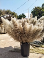 Buket Rumput Pampas Warna Putih Dikelantang Alami untuk Pengaturan Bunga Dekorasi Rumah