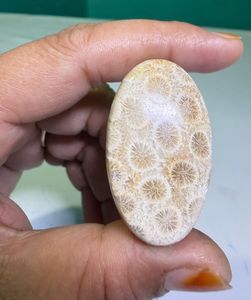 Cabochons de corail fossile naturel, cristaux minéraux polis, pierres précieuses de haute qualité, formes variées, matériaux en vrac pour la fabrication de bijoux - Product Image 4