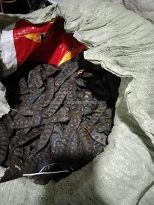 Fruta vietnamita Bo Ket para champú a base de hierbas, miel, langosta, jabón, ingredientes nutritivos para cabello teñido y débil - Product Image 5