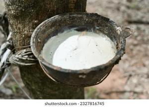 ยางลาเท็กซ์สีขาวธรรมชาติแบบเป็นก้อน สำหรับการผลิตทางการแพทย์ อุตสาหกรรม และผลิตภัณฑ์สำหรับผู้บริโภค คุณภาพพรีเมียมสำหรับการส่งออก - Product Image 4