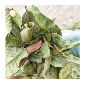 Feuilles de goyavier séchées de source durable, cueillies à la main et séchées à l'air pour préserver leurs propriétés naturelles, destinées aux marchés mondiaux. - Product Image 1
